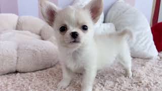 チワワ(ロング)の動画01