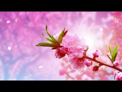 Theo ánh xuân nồng - Khánh Ngân