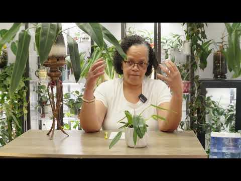 Philodendron Spiritus-Sancti vs. Hybrids – Can You Tell the Difference?