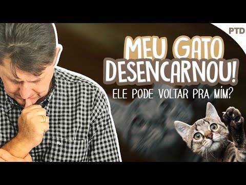 PTD #432 - My cat has passed away. Can I have him back in this life?