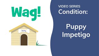 Puppy Impetigo in Dogs | Wag!