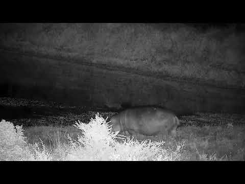 Djuma: Hippo arriving at the dam - 05:00 - 04/25/2022