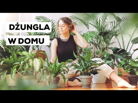 , title : 'DŻUNGLA w Twoim domu 🌿 jakie rośliny wybrać +  ściąga PDF'