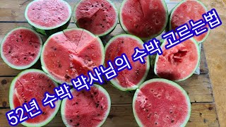 52년 수박 박사님의 수박 고르는방법 수박 수확시기
