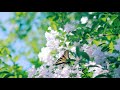 Nature Beautiful Whatsapp Status Beautiful Song