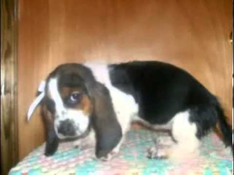 Cowgirl- CKC Registered