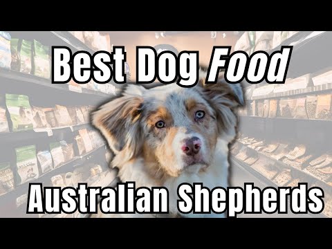 Best Dog Food for Australian Shepherds: Puppy, Adult & Senior Life