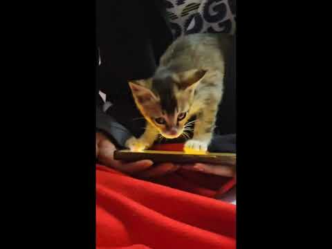 Hi Tech Billi #cats #animals #creatures #nature