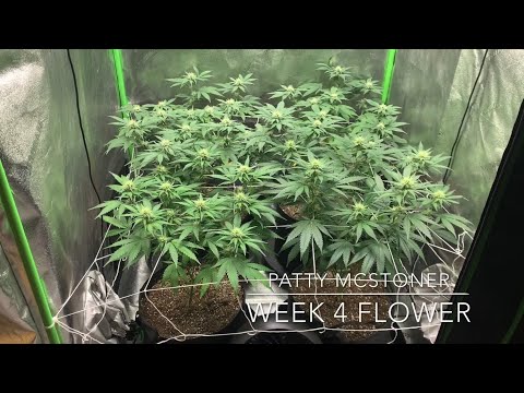 3x3 Weed Grow tent Marijuana Clone SCROG Series Week 4 Update