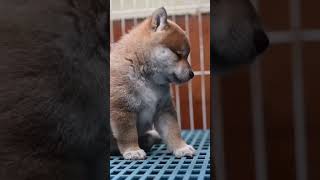 Voc no ver coisa mais fofa no dia! #shorts