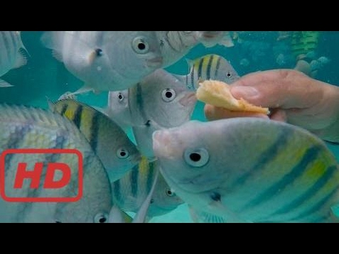 [Relax Fishing]  Hand-Feeding French Fries to Tropical Fish! Day in the Life on Paradise Island (Ba