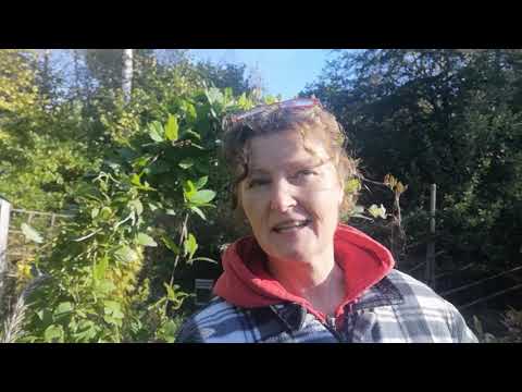 Bädda grönsakslandet för vintern