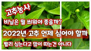 고추 심는시기 그리고 멀칭비닐 [고추재배방법]