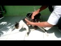 Lucu Nya Aksi Kucing Di Mandiin
