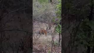 preview picture of video 'Tiger seen  in  khamaria jabalpur'
