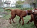 Korean Mastiff Video 