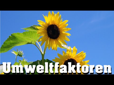 Umweltfaktoren - Pflanzen