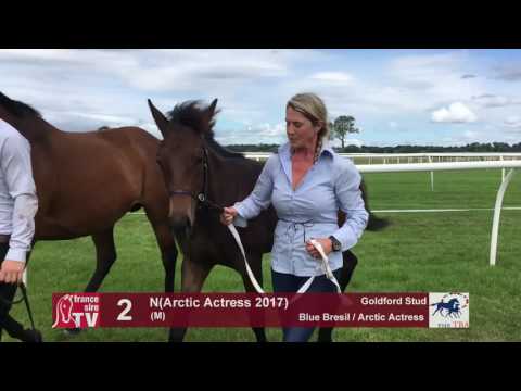 TBA Foal Show 2017 -Lot 2 - M17 Blue Bresil  & Arctic Actress
