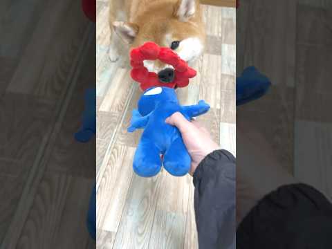 親ガチャ失敗した柴犬の現在。#shorts