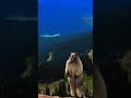 Original Marmot Scream Cute Animals