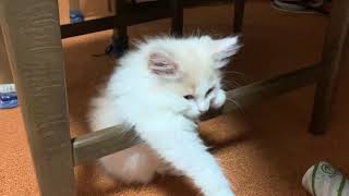 寝落ちしそうな子猫