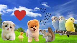 Animais Fofos Filhotes - Som dos Filhotes de Animais - Cute Animals Puppies