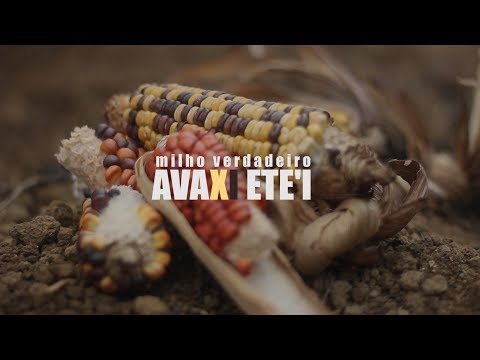 Avaxi Ete'i - Milho Verdadeiro | Trailer Oficial - HD (documentário) Guarani Mbya