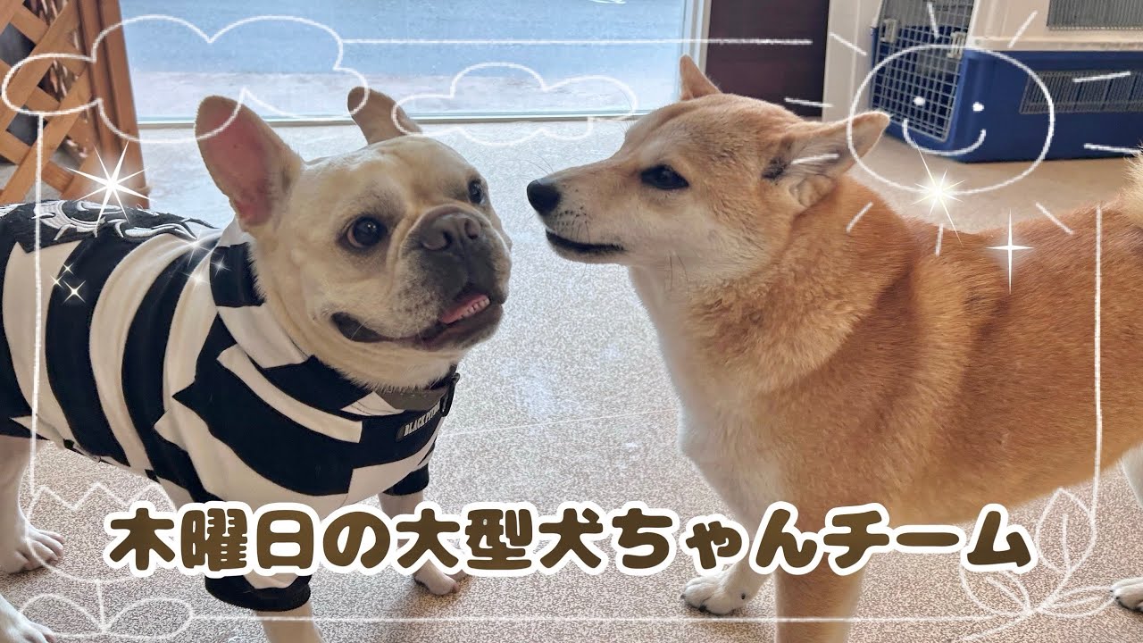 【犬の幼稚園】紫竹山店🍒木曜日の大型犬ちゃんチーム🍒