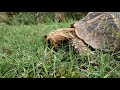 Tortoise In My Village 3