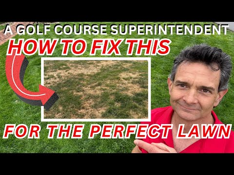 Why Your Yard Has Bad Patches Every Year