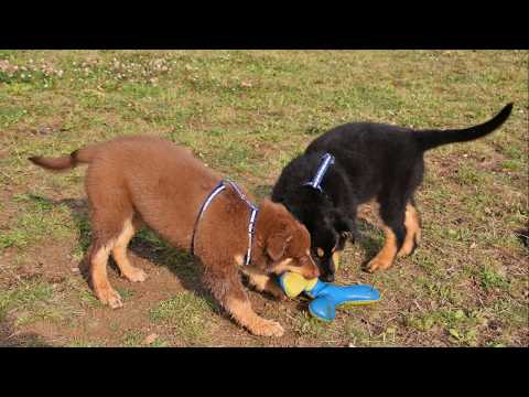 kanukassel-TV: PENNER-Statement N°42 - Wir schätzen unsere Hunde mehr als viele Menschen