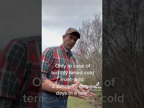 Perfect timing? When the Red buds bloom…