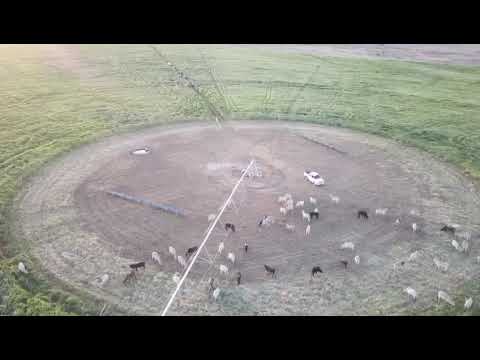 Fazenda Corrente Velho (Alvorada do Norte – GO)