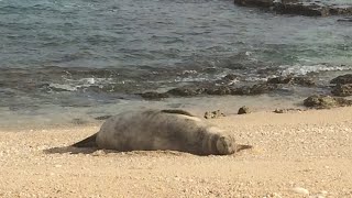 ハワイにアザラシ? ハワイの秘境 カエナ岬トレッキング 前編