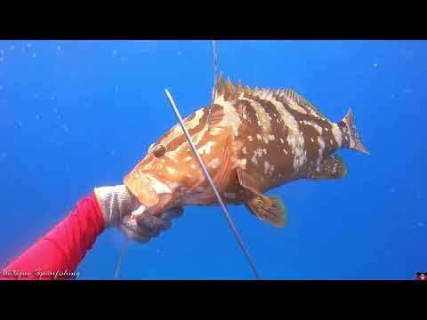 Antigua Spearfishing - Best Job Ever (Tank Dive)