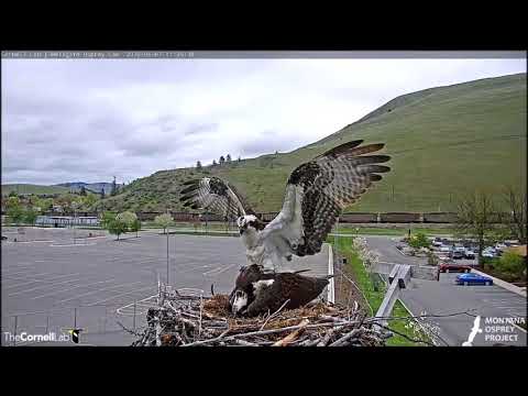 Hellgate Canyon Ospreys ~ Was Iris Expecting A Fish, May 07, 2020
