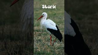 Storks 🦤 in Germany 🇩🇪 #stork #wildlife #birds