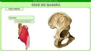 OSSO DO QUADRIL  #anatomia #fisioterapia #medicina #medico #trauma #traumatologia #ortopedia #anato