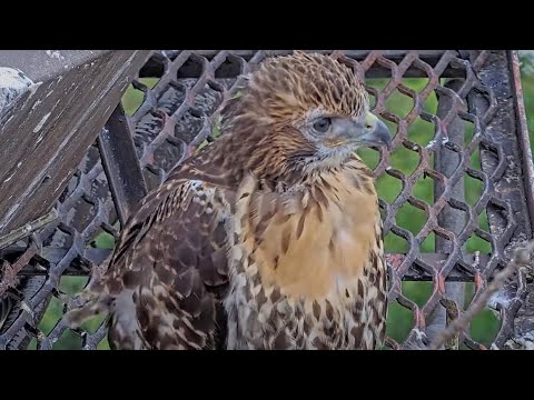 Cornell Hawks Cam Zooms In On Nestling "O1" Just Days Before Fledge Watch – June 17, 2025