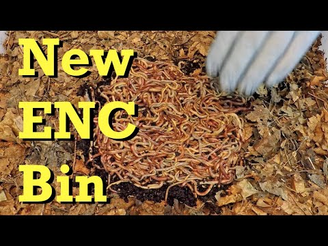 New European nightcrawler bin launch with worms from VermiBag Mini - vermicomposting