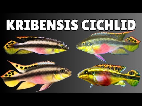 Kribensis (Pelvicachromis pulcher) — kompletný care + setup + breeding guide