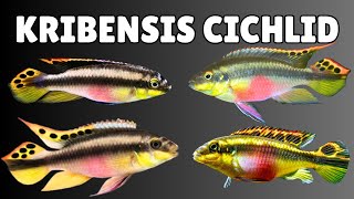How to Keep Kribensis Cichlids (Complete Care, Tank Setup & Breeding Guide)
