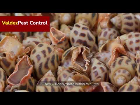 How to Use Salt to Get Rid of Ants, Slugs & More