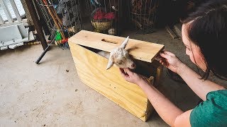 Making this procedure LESS PAINFUL for the Baby Goats