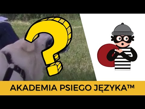 JAK pies poradził sobie ze STRESEM? Co "ukradł" pies? Komunikacja psów #3