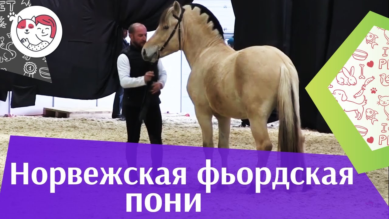 Норвежская фьордская пони ЭКВИРОС 2016 на ilikepet