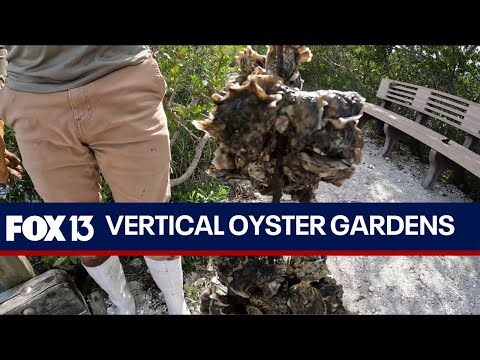 Recycled oyster shells may be key to improving ecosystem