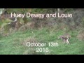 Huey Dewey And Louie
