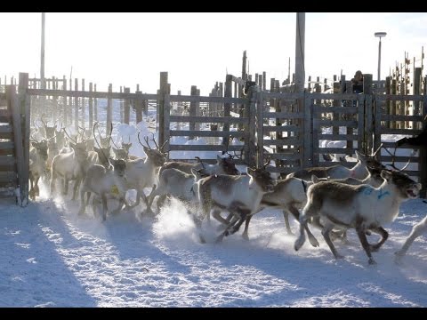 (Doku in HD) Unterwegs zum Nordkap - Winterreise durch Skandinavien (2) Zuhause am Eismeer