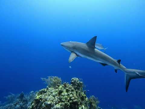Underwater video taken during a Liveaboard trip on the Belize Aggressor III in January 2022